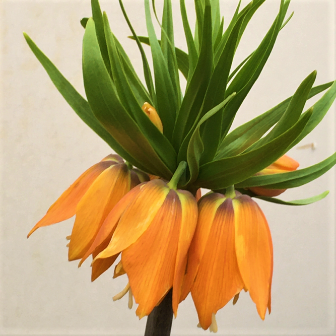 fritilaria aurora.jpg